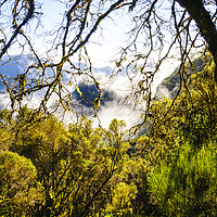 Buy canvas prints of Cloud forest, Madeira by Jon Sparks