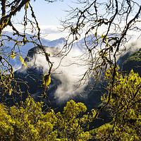 Buy canvas prints of Cloud forest 2, Madeira by Jon Sparks