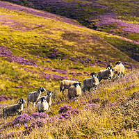 Buy canvas prints of Sheep above Wyresdale by Jon Sparks