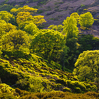 Buy canvas prints of Looking down at Black Clough by Jon Sparks
