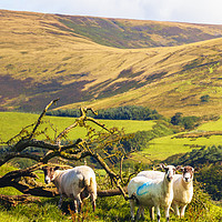 Buy canvas prints of Sheep near Chipping by Jon Sparks