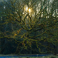 Buy canvas prints of Sunbeams through bare trees by Jon Sparks