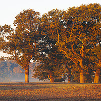 Buy canvas prints of Morning light on oak trees by Jon Sparks