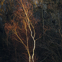 Buy canvas prints of Birch tree and rockface by Jon Sparks
