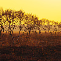 Buy canvas prints of Misty evening on Winmarleigh Moss by Jon Sparks