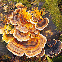 Buy canvas prints of Fungi on tree-stump by Jon Sparks