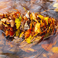 Buy canvas prints of Leaves in the stream by Jon Sparks