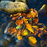 Buy canvas prints of Leaves in the stream 2 by Jon Sparks