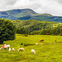 Buy canvas prints of Sheep and cows on Black Fell by Jon Sparks