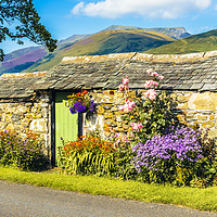 Buy canvas prints of Flowers and stone hut with Blencathra behind by Jon Sparks