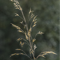 Buy canvas prints of The Simplicity of nature by Sue Totham