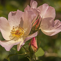 Buy canvas prints of Rose Beautiful by Sue Totham
