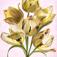 Buy canvas prints of Tulip Bouquet by Sue Totham
