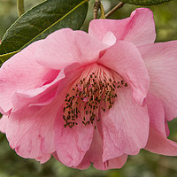 Buy canvas prints of Full Blown Camellia by Sue Totham