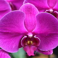 Buy canvas prints of Purple Orchid by Jannette Gregory