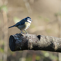 Buy canvas prints of A BlueTit perched on a log by Anthony Hart