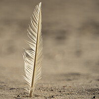 Buy canvas prints of Feather in the sand by Anthony Hart