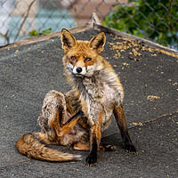 Buy canvas prints of The Urban Fox by Anthony Hart