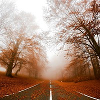 Buy canvas prints of Road in fog by Alexandru Razvan