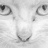Buy canvas prints of Cat's Eyes by Keith Small