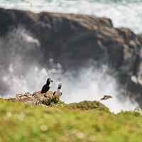 Buy canvas prints of Puffins on a rugged cliff by jason jones