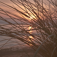 Buy canvas prints of Sunset in the dunes by jason jones