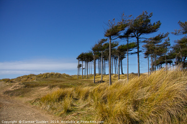 Wind swept trees at Formby Beach Picture Board by Carmen Goulden