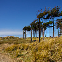 Buy canvas prints of Wind swept trees at Formby Beach by Carmen Goulden