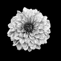 Buy canvas prints of Dahlia by Graham Chance