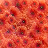 Buy canvas prints of Poppy red by Graham Chance