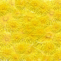 Buy canvas prints of Dandelion yellow by Graham Chance