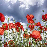 Buy canvas prints of Poppies by Graham Chance