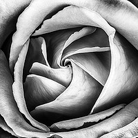 Buy canvas prints of Petals by Graham Chance