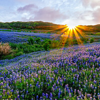 Buy canvas prints of Texas Bluebonnets at Sunset by Chuck Underwood