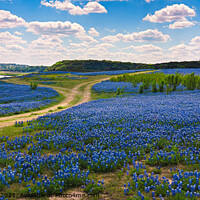 Buy canvas prints of Texas Bluebonnets panorama by Chuck Underwood