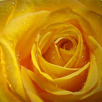 Buy canvas prints of Yellow Rose by Chuck Underwood