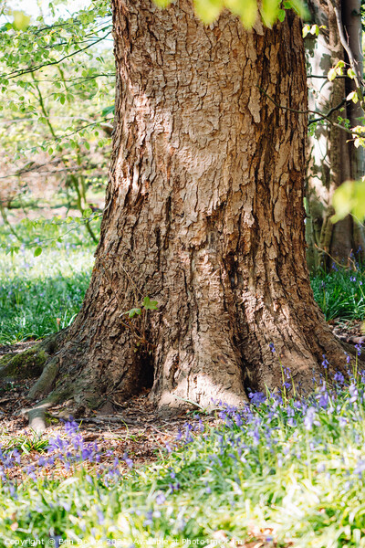Textured tree in a bluebell wood Picture Board by Ben Delves