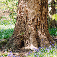 Buy canvas prints of Textured tree in a bluebell wood by Ben Delves