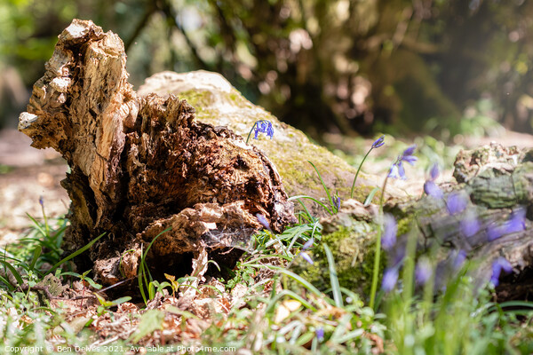 Bluebells and the log Picture Board by Ben Delves