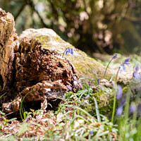 Buy canvas prints of Bluebells and the log by Ben Delves