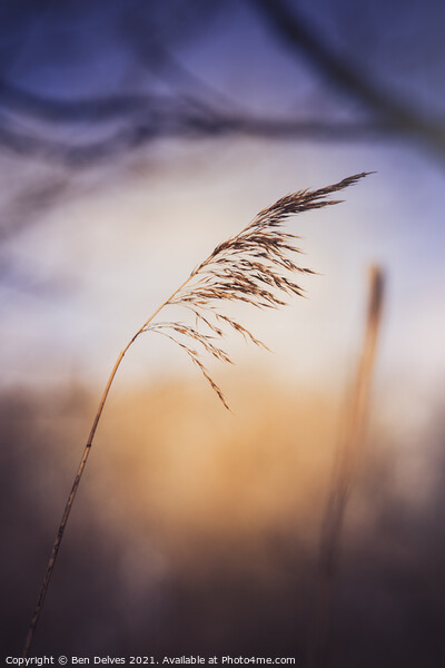 Serene Grass and Twilight Picture Board by Ben Delves