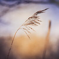 Buy canvas prints of Serene Grass and Twilight by Ben Delves