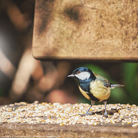 Buy canvas prints of The Colourful Great Tit's Seed Banquet by Ben Delves
