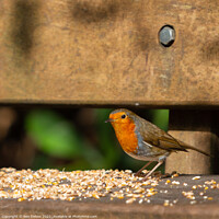 Buy canvas prints of The Majestic Robin Redbreast by Ben Delves