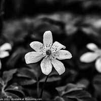 Buy canvas prints of Delicate Beauty in Monochrome by Ben Delves