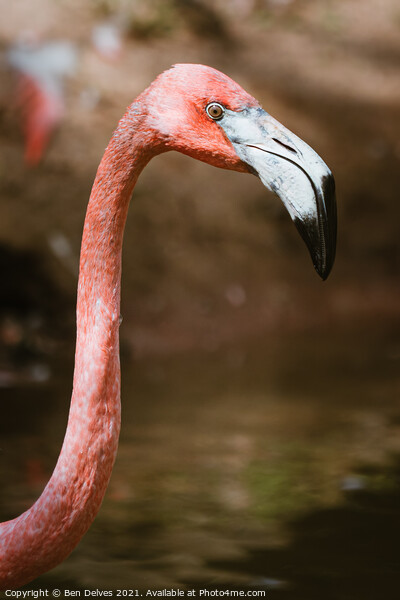 Graceful Caribbean Flamingo Picture Board by Ben Delves
