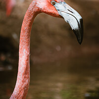 Buy canvas prints of Graceful Caribbean Flamingo by Ben Delves