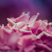 Buy canvas prints of The Symbolism of Pink Hydrangeas by Ben Delves