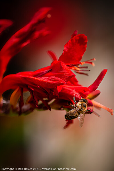 Nature's Pollinator Picture Board by Ben Delves