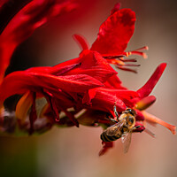 Buy canvas prints of Nature's Pollinator by Ben Delves